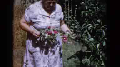 Wauconda Illinois USA (1960): Women Picking Red And Yellow Roses From Garden
