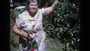 Wauconda Illinois USA (1960): Old Lady Picking A Tree