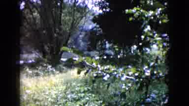 Wauconda Illinois USA (1960): An Old Lady Plucking Flowers From The Garden On A