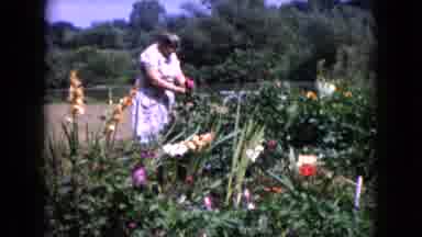 Wauconda Illinois USA (1960): Old Footage Of Woman Collecting Flowers