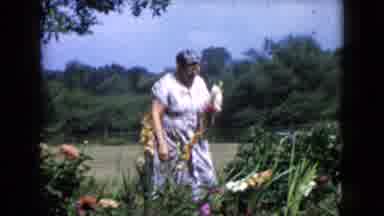 Wauconda Illinois USA (1960): Woman With Flower In Hand Observing Other Flowers