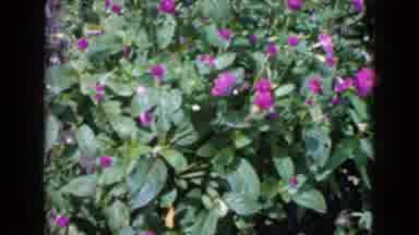 Wauconda Illinois USA (1960): Woman In A Flower Bed With Purple Flowers