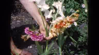 Wauconda Illinois USA (1960): Hand About To Pluck Flower Out Of Ground And Then