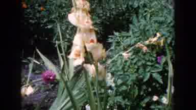 Wauconda Illinois USA (1960): Woman Posing With Pink Flowers In A Garden While