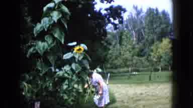 Wauconda Illinois USA (1960): Woman Picking Flowers In Her Garden Outside