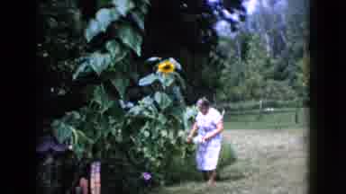 Wauconda Illinois USA (1960): A Look Lady Tending To Her Garden