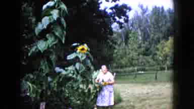 Wauconda Illinois USA (1960): A Woman Harvesting Sunflowers In The Middle Of The