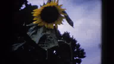 Wauconda Illinois USA (1960): Sunflower Blowing In The Wind And A Lady Walking