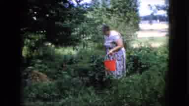 Wauconda Illinois USA (1960): An Elderly Woman Having Bucket And Goes To Pick