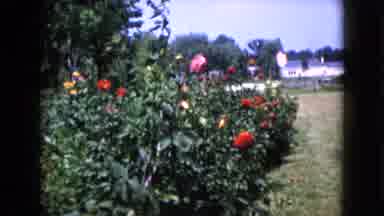 Wauconda Illinois USA (1960): Flowers Of Vivid Colors Are Born On Plants Of The