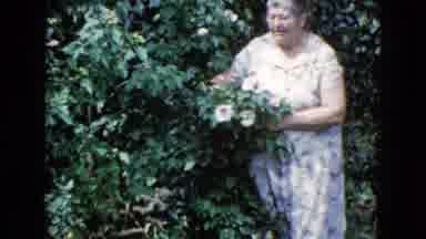 Wauconda Illinois USA (1960): A Woman Picks Flowers While A Younger Lady Walks To