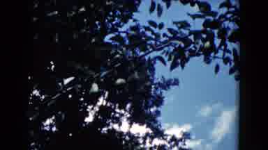 Wauconda Illinois USA (1960): Leafs Of Tree Are Shaking Kindly Because Of The Wind