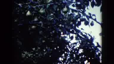 Wauconda Illinois USA (1960): Beautiful Green Trees With Hanging Fruit Including