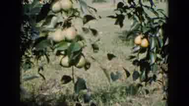 Wauconda Illinois USA (1960): A View Of Flowers In The Field And View Of Ocean