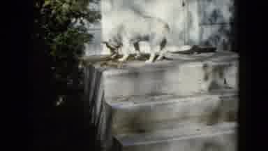 Wauconda Illinois USA (1960): A Dog Standing On A Door Stoop Apparently Eating