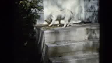 Wauconda Illinois USA-1960: White Dog Gnaws On Bone In Front Of White Door On A