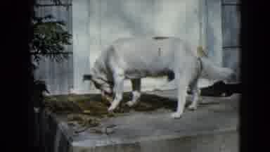 Wauconda Illinois USA (1960): A White Stout Dog Is Struggling With A Piece Of Bone