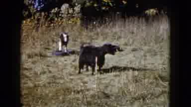 Wauconda Illinois USA-1960: Two Goats In Field With Old Tire