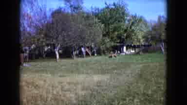 Wauconda Illinois USA (1960): Vintage Video Of Person Picking Fruit Off Trees Next