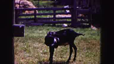 Buffalo New York USA (1961): A Black Goat On A Farm Secured By A Chain Around Its