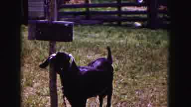 Buffalo New York USA (1961): Chained Black Goat In Patchy Grass Watches Older
