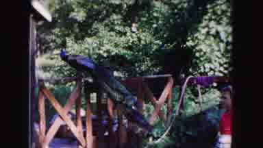 Buffalo New York USA (1961): Bird Sanctuary Do Not Disturb Or Touch The Birds