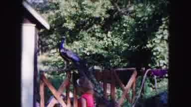 Buffalo New York USA (1961): Big Bird Fly Away And Scare Woman