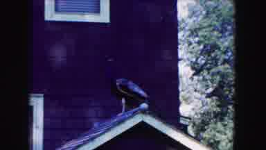 Buffalo New York USA (1961): Bird On The Roof