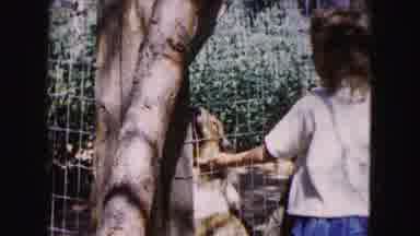 Buffalo New York USA (1961): Girl Pets Collie Dog Through Fence On A Sunny Day