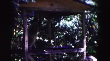 Buffalo New York USA (1961): Dark Shot Of Monkey Or Chimp Swinging From Rope In