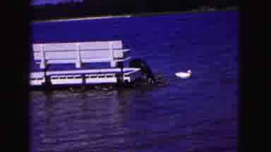 Buffalo New York USA (1961): The Ducks Are Free Roaming In The Water