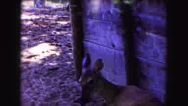 Buffalo New York USA (1961): The Person Is Doing Seeing The Deer Very Beautiful