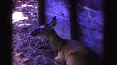 Buffalo New York USA (1961): Startled Deer In The Woods!