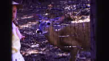 Buffalo New York USA (1961): Child Poking Hands Through Net To Touch Small Deer On