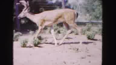 Buffalo New York USA (1961): Deer Trotting Along Slightly Spooked By Something Off