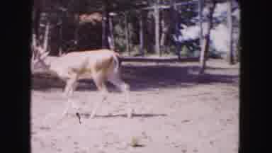 Buffalo New York USA (1961): The Little Animal Is Doing Playing With The Little