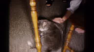 Hagerstown Maryland USA (1961): The Little Cat Is Sitting Under The Dining Table