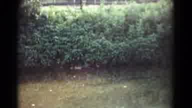 Hagerstown Maryland USA (1961): Mother Duck Escorting Baby Ducklings In A Small