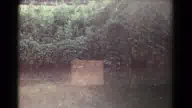 Hagerstown Maryland USA (1961): Bird In Its Natural Habitat