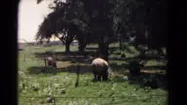 Hagerstown Maryland USA (1961): Animal In A Field And Person Sitting On The Ground