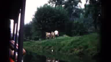 Hagerstown Maryland USA (1961): Group Of Cows Filmed From A Ferry Going Down A