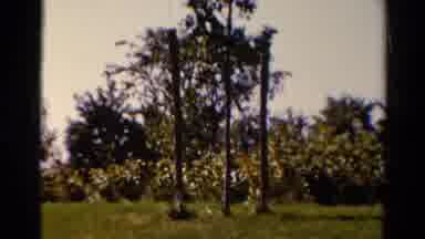 Catskill New York US (1962): A View Of A Forest With Unique Flowers