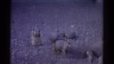 Catskill New York USA (1962): Groundhogs Searching For Food Along A Rocky Ground