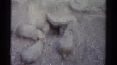 Catskill New York USA (1962): Old Blurry Video Of Groundhogs Behavior In Their