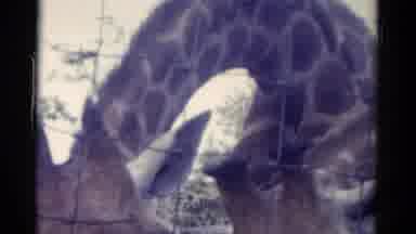 Catskill New York USA (1962): Two Giraffes And A Hippopotamus Eat Out Of Their