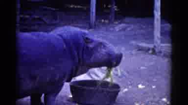 Catskill New York USA (1962): A Hippopotamus Eating Plants Out Of A Bowl While