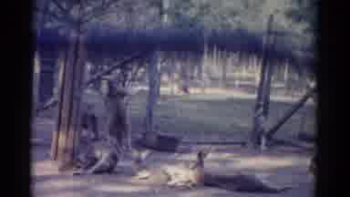 Catskill New York USA (1962): A Group Or Mob Of Kangaroos Relaxing Inside Of A