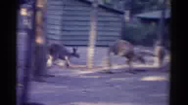 Catskill New York USA (1962): A Little Boy With His Dad Watching Kangaroos At Zoo