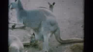 Catskill New York USA (1962): Mother Kangaroo With A Baby Kangaroo Sticking Its