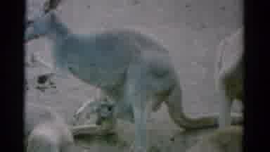 Catskill New York USA (1962): A View Of Kangaroos And Bbn Other Animals At The Zoo
